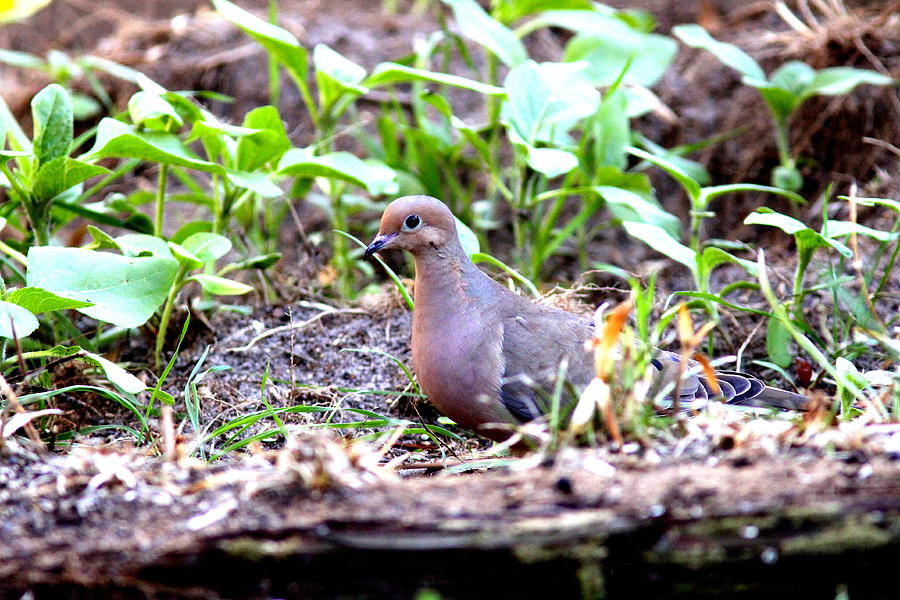 IMG_2331-004 - Mourning Dove Photograph by Travis Truelove