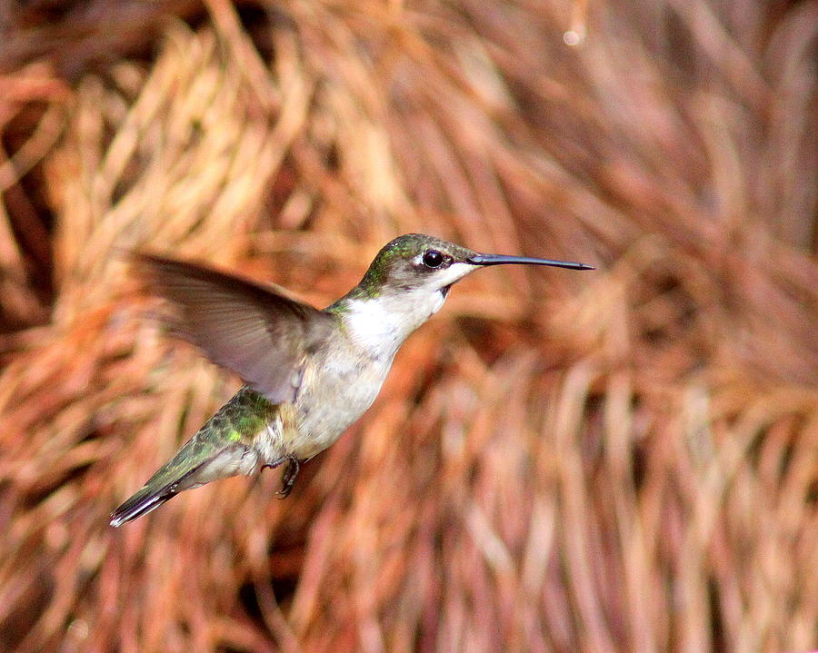 IMG_2335 - Ruby-throated Hummingbird Photograph by Travis Truelove