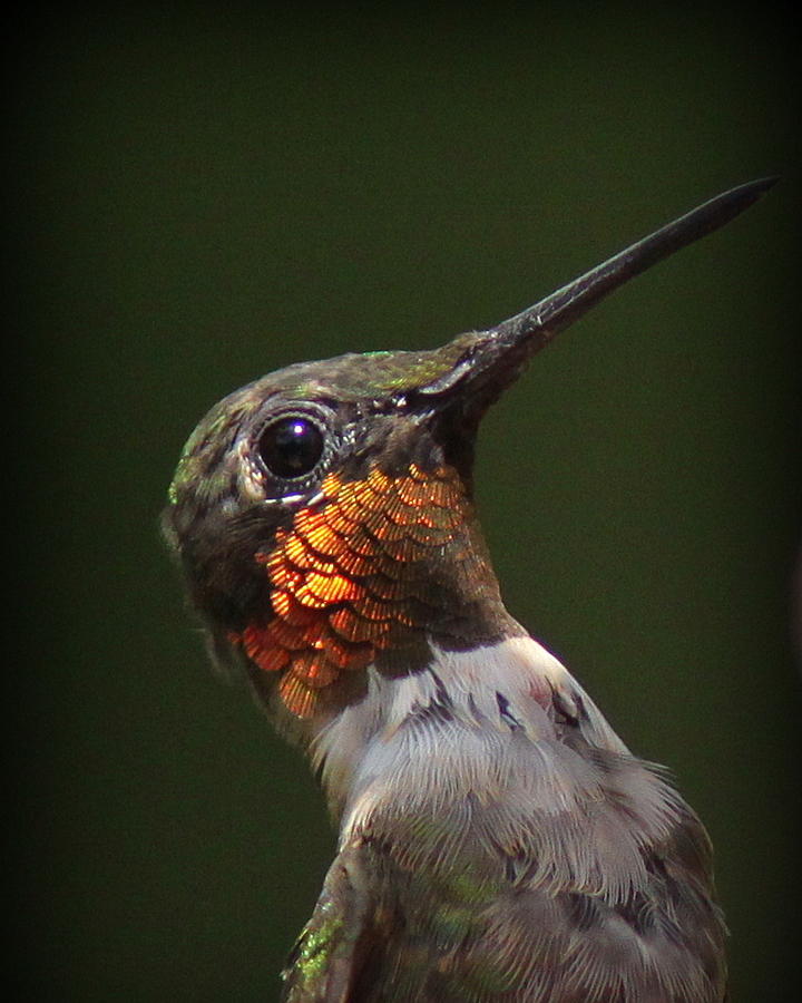 IMG_2336 -  Ruby-throated Hummingbird Photograph by Travis Truelove