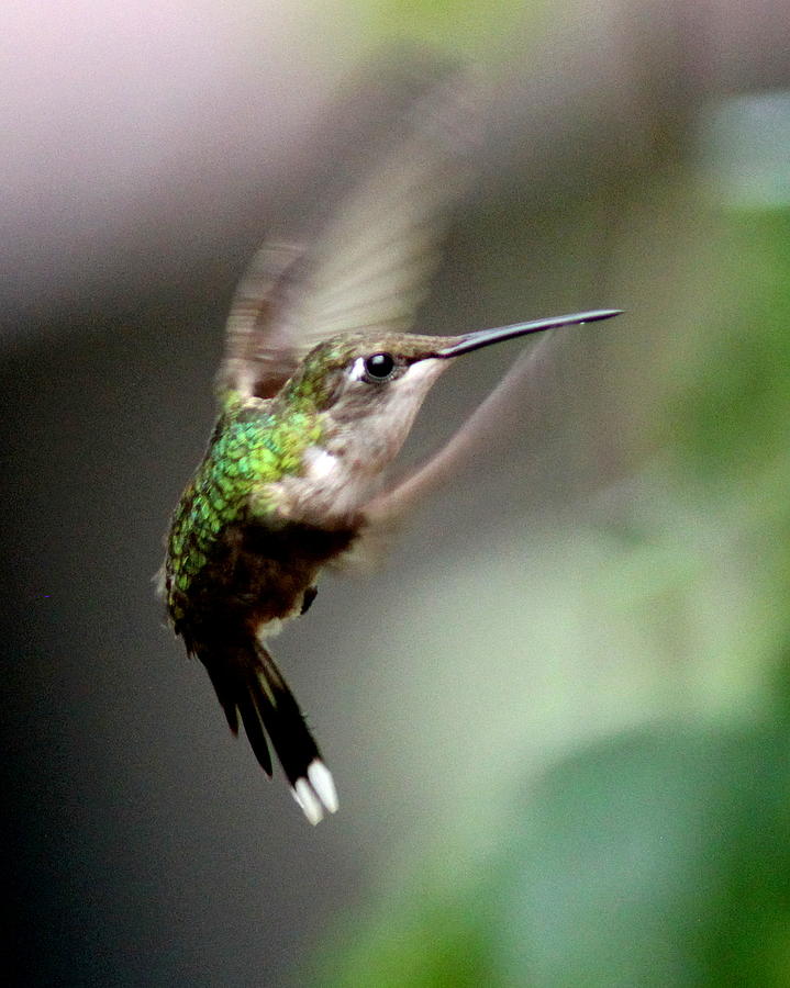 IMG_2341-001 - Ruby-throated Hummingbird Photograph by Travis Truelove