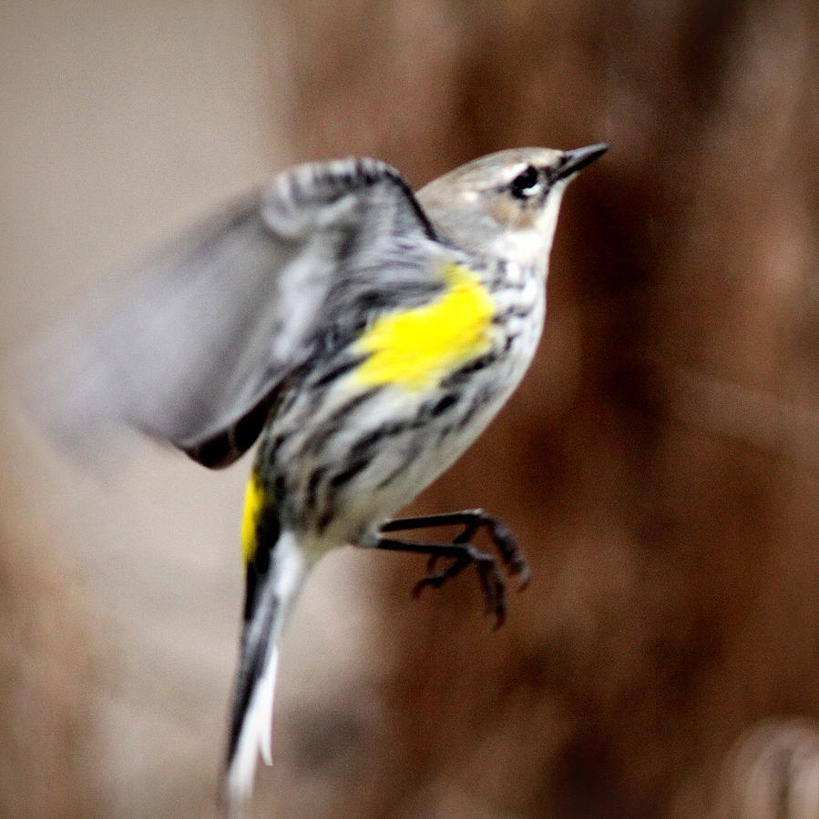 IMG_2343 - Yellow-rumped Warbler Photograph by Travis Truelove