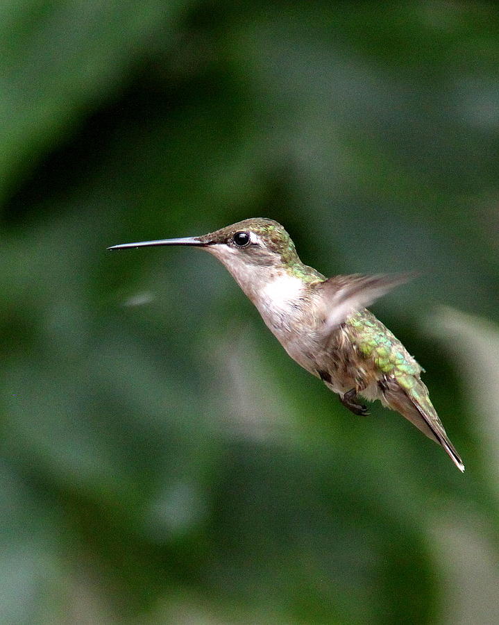 IMG_2361-001 - Ruby-throated Hummingbird Photograph by Travis Truelove