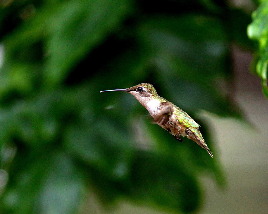 IMG_2362 - Ruby-throated Hummingbird Photograph by Travis Truelove