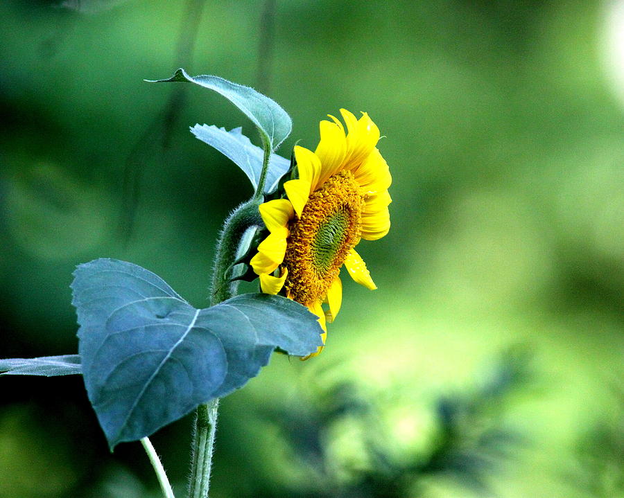 IMG_2415-001 - Sunflower Photograph by Travis Truelove