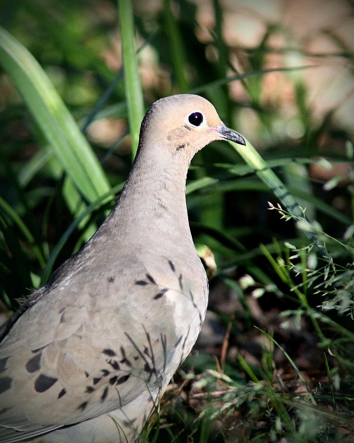 IMG_2415-004 - Mourning Dove Photograph by Travis Truelove