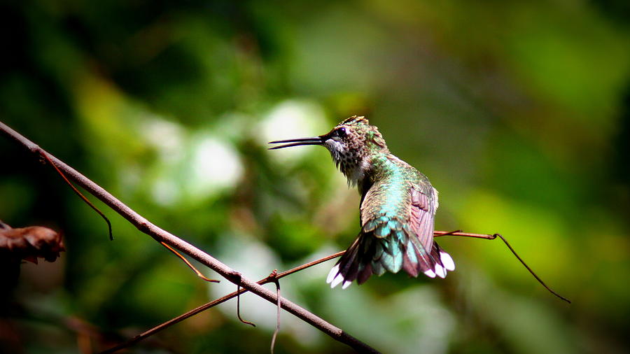 IMG_2425 - Ruby-throated Hummingbird Photograph by Travis Truelove