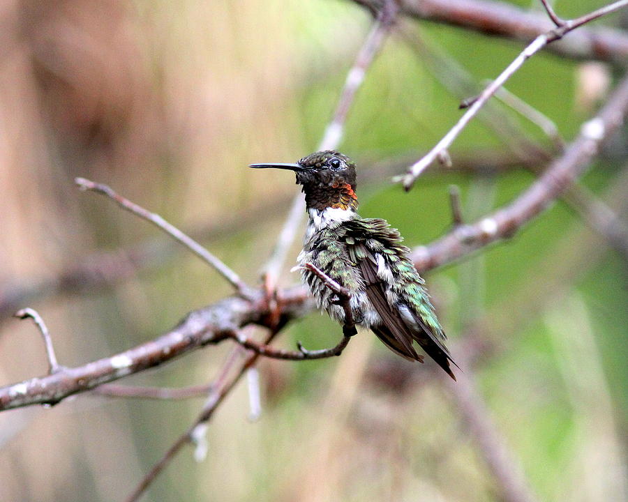 IMG_2431 - Ruby-throated Hummingbird Photograph by Travis Truelove