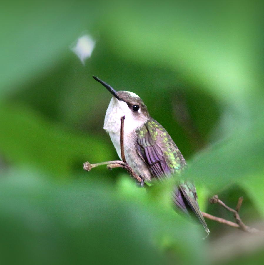 IMG_2459-002 - Ruby-throated Hummingbird Photograph by Travis Truelove