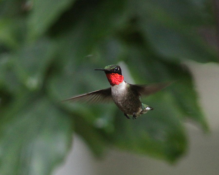 IMG_2475-002 - Ruby-throated Hummingbird Photograph by Travis Truelove