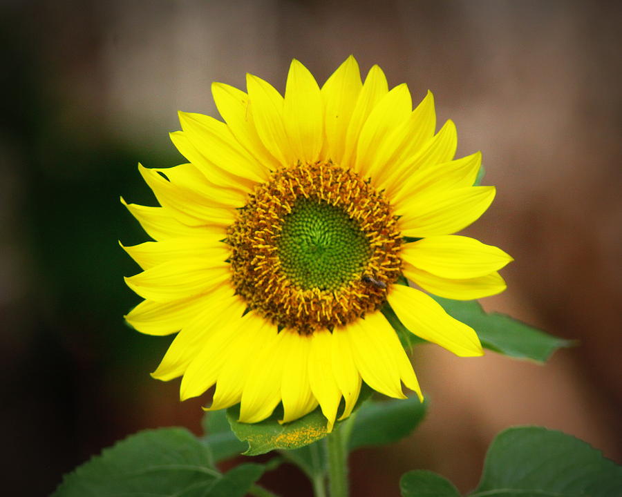 IMG_2536-001 - Sunflower Photograph by Travis Truelove