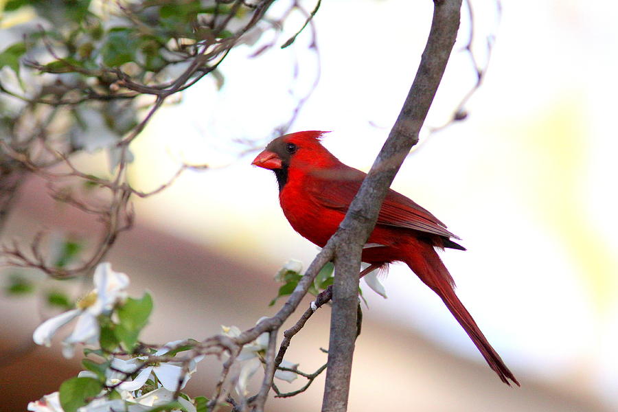 IMG_2537-004 - Northern Cardinal Photograph by Travis Truelove