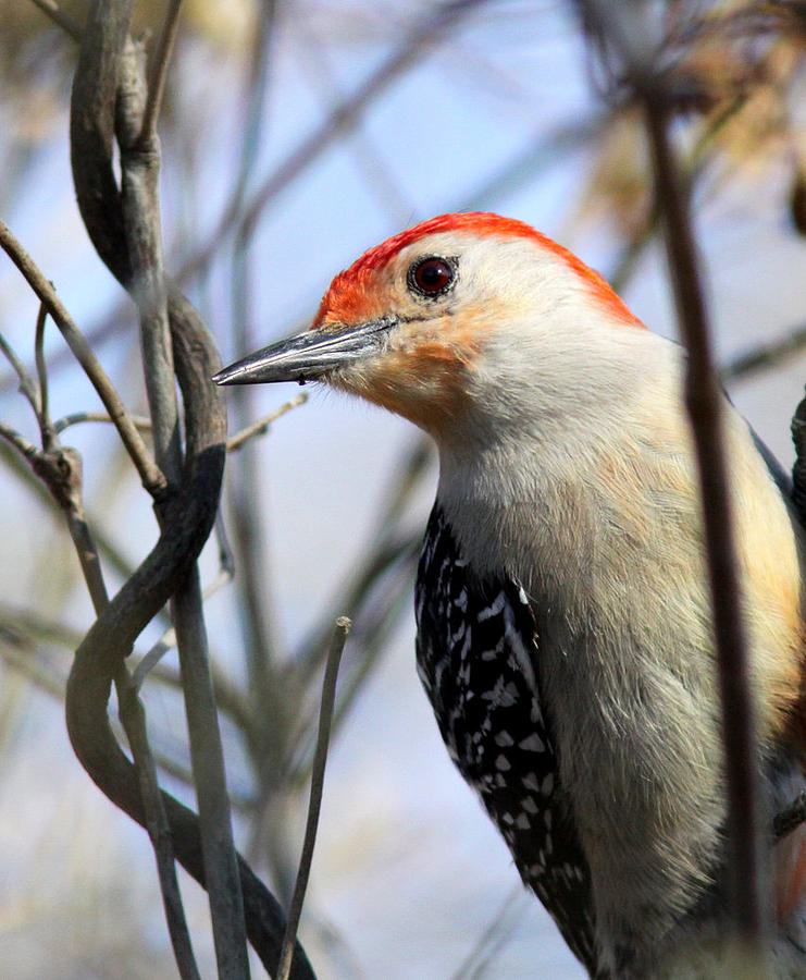 IMG_2545 - Red-bellied Woodpecker Photograph by Travis Truelove