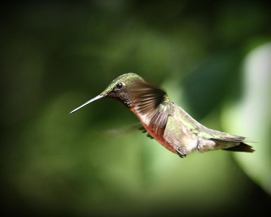IMG_2547-016 - Ruby-throated Hummingbird Photograph by Travis Truelove