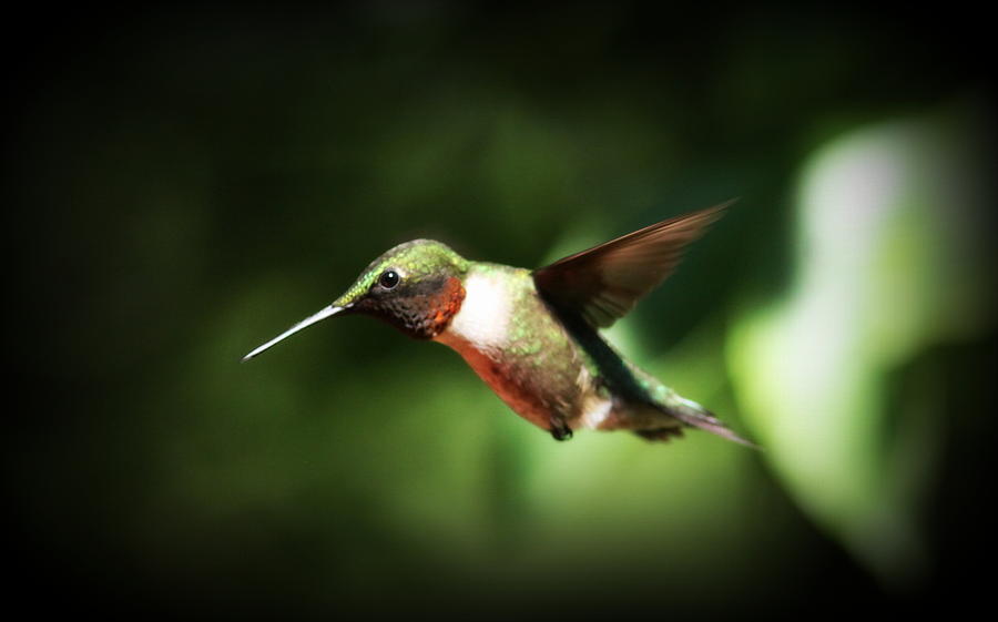 Img_2548-008 - Ruby-throated Hummingbird Photograph