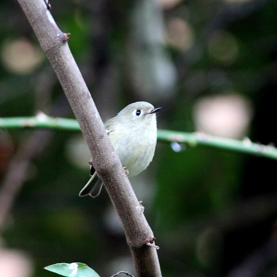 IMG_2563-001 - Ruby-crowned Kinglet Photograph by Travis Truelove