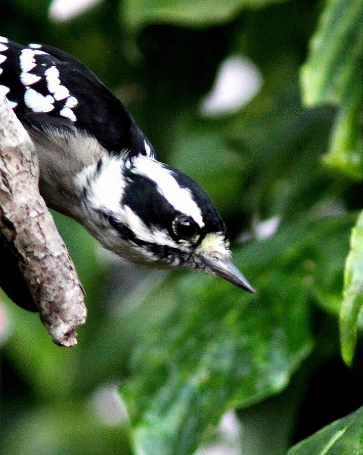 IMG_2592 - Downy Woodpecker Photograph by Travis Truelove