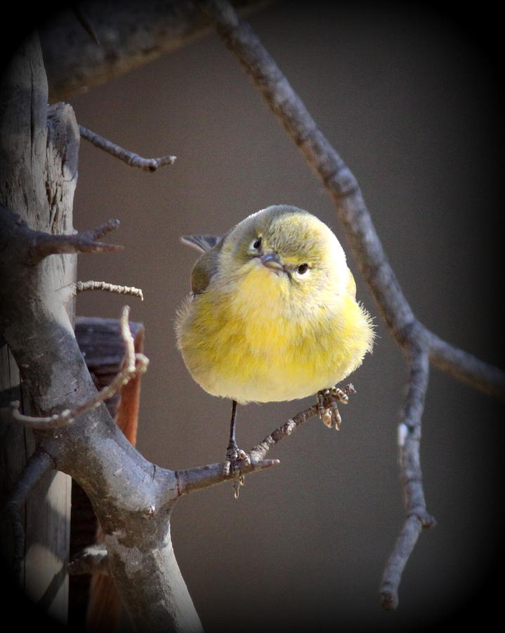 IMG_2642-002 - Pine Warbler Photograph by Travis Truelove