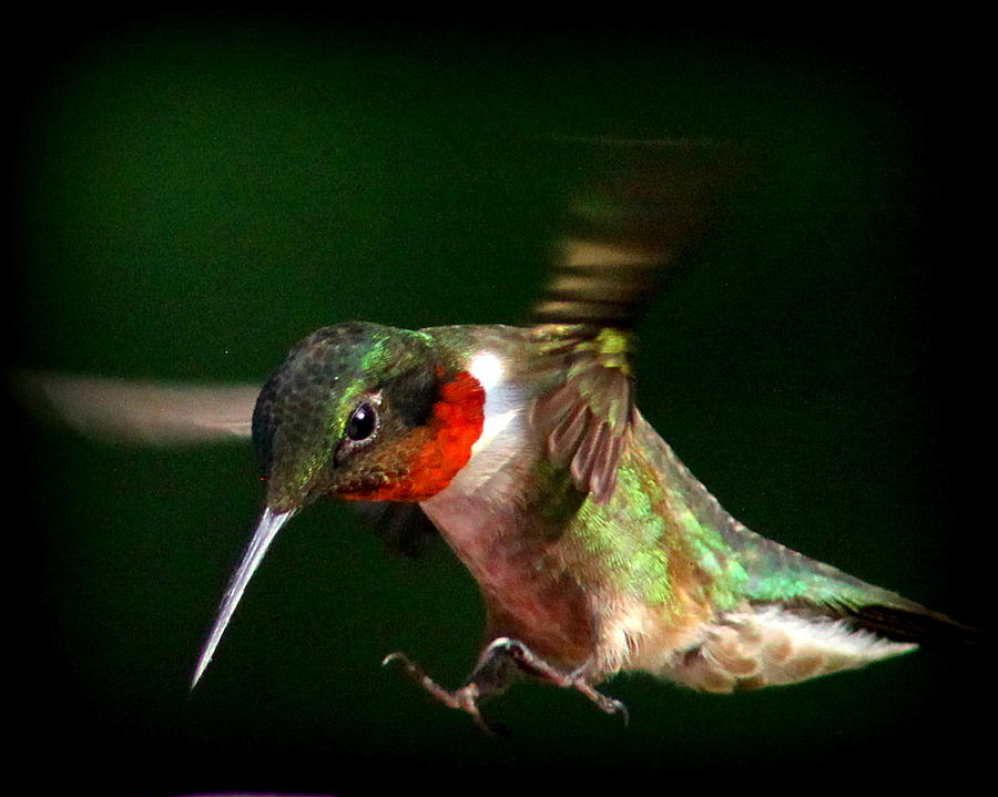 IMG_2645-007 -0 Ruby-throated Hummingbird Photograph by Travis Truelove