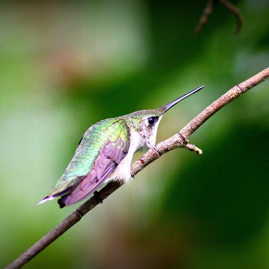 IMG_2672 -  Ruby-throated Hummingbird Photograph by Travis Truelove