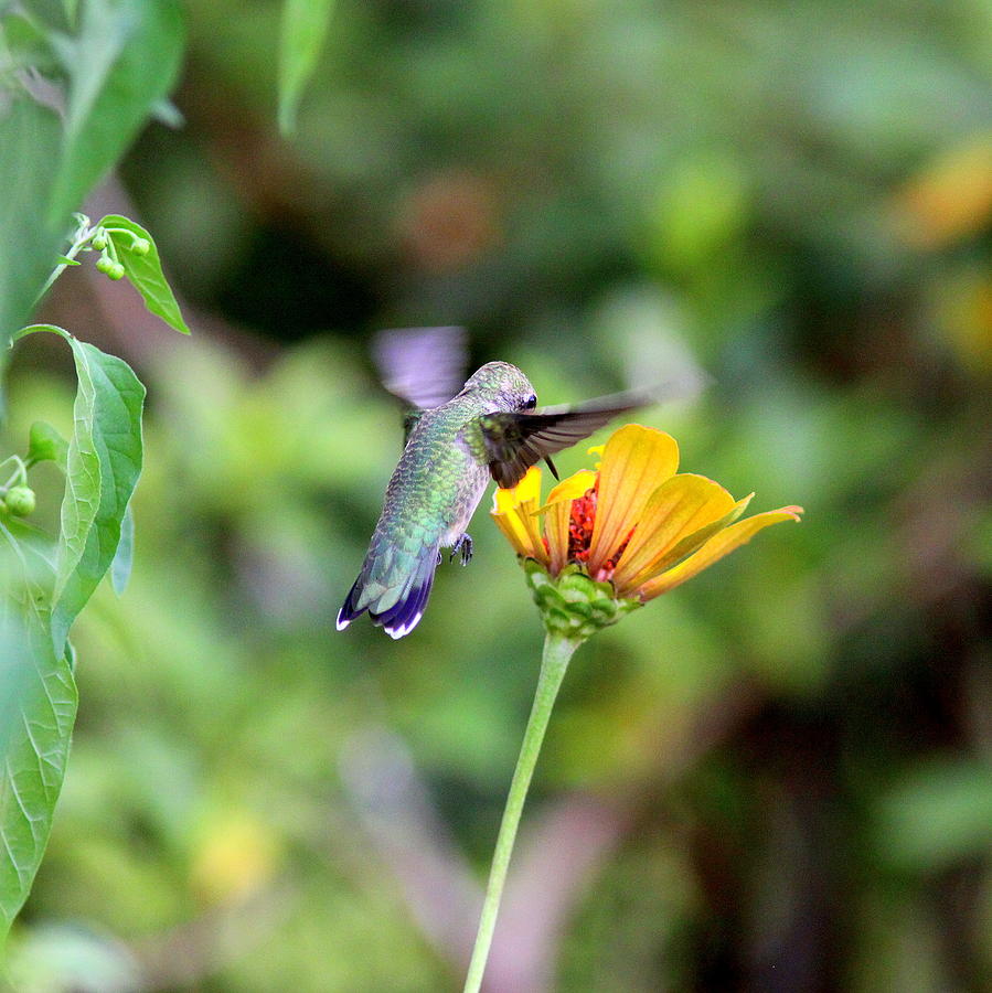 IMG_2724-002 -  Ruby-throated Hummingbird Photograph by Travis Truelove