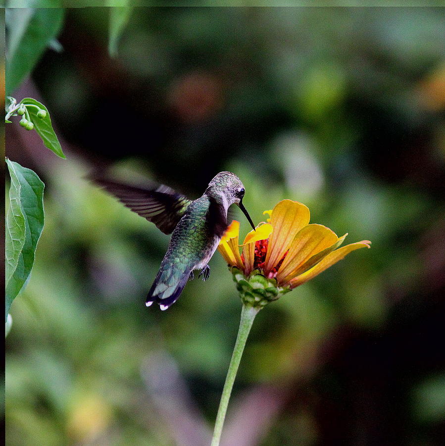 IMG_2725-004 -  Ruby-throated Hummingbird Photograph by Travis Truelove