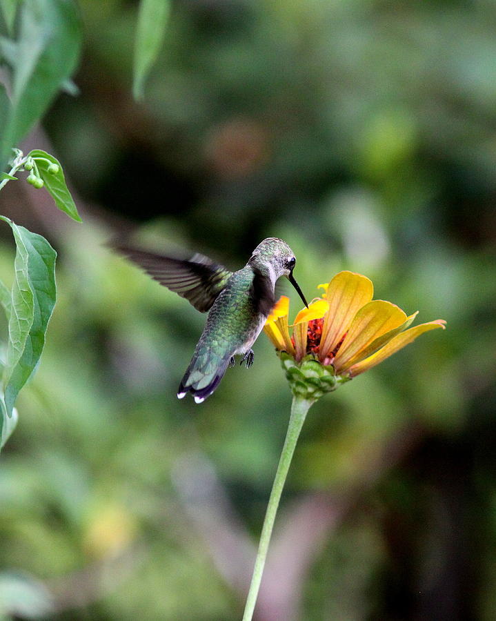 IMG_2725 - Ruby-throated Hummingbird Photograph by Travis Truelove