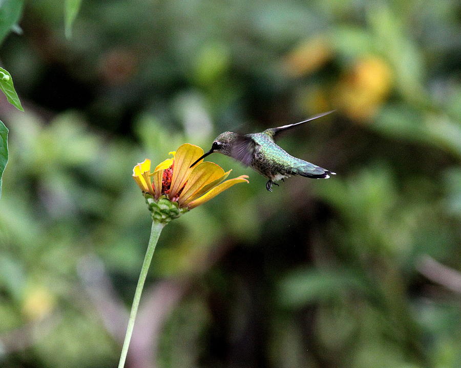 IMG_2731-001 - Ruby-throated Hummingbird Photograph by Travis Truelove
