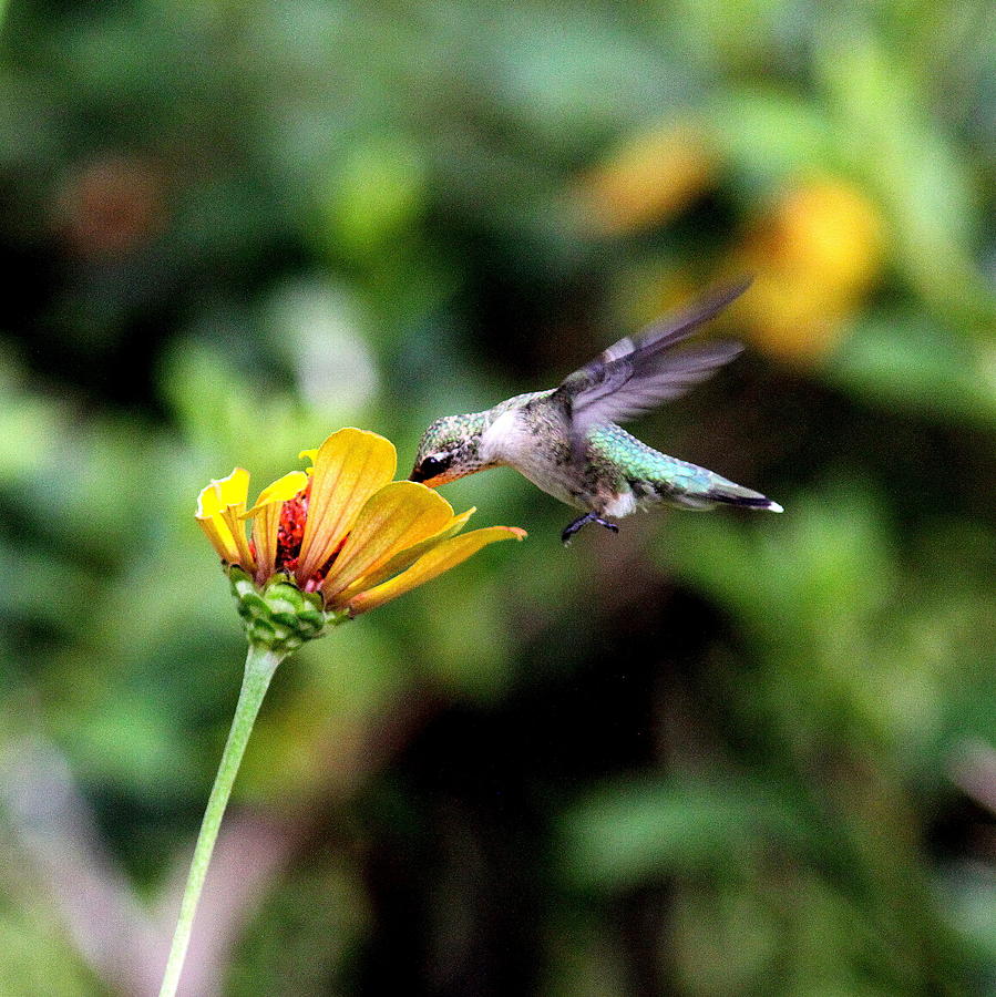 IMG_2733-003 -  Ruby-throated Hummingbird Photograph by Travis Truelove