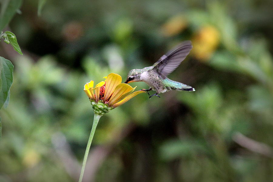 IMG_2734-001 - Ruby-throated Hummingbird Photograph by Travis Truelove