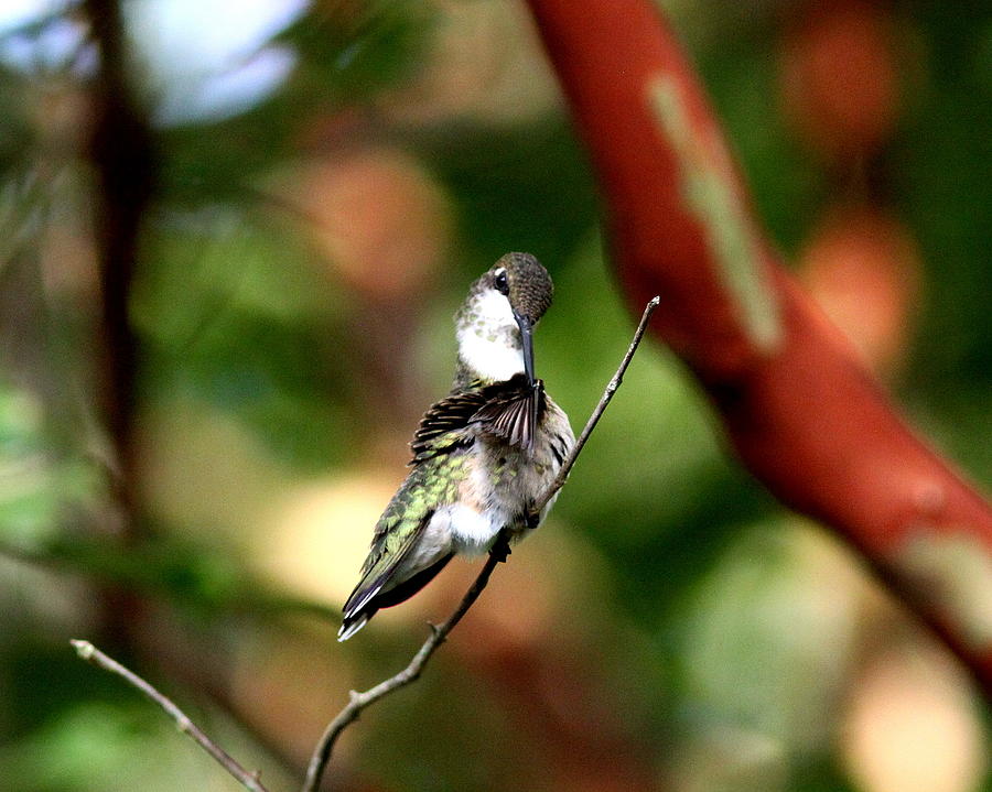 IMG_2747 - Ruby-throated Hummingbird Photograph by Travis Truelove