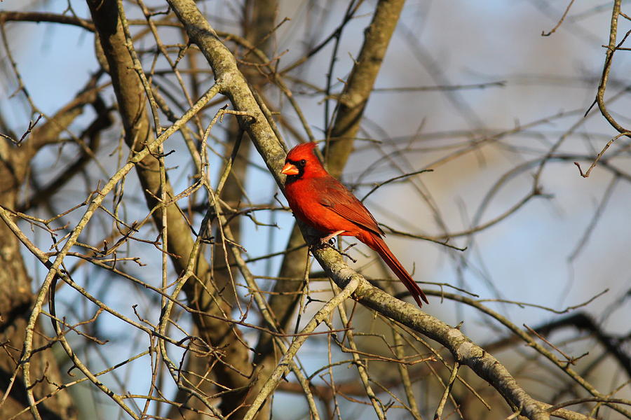 IMG_2757-001 - Northern Cardinal Photograph by Travis Truelove