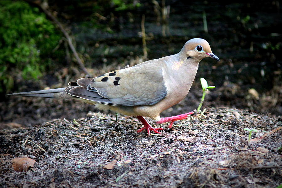 IMG_2761 - Mourning Dove Photograph by Travis Truelove
