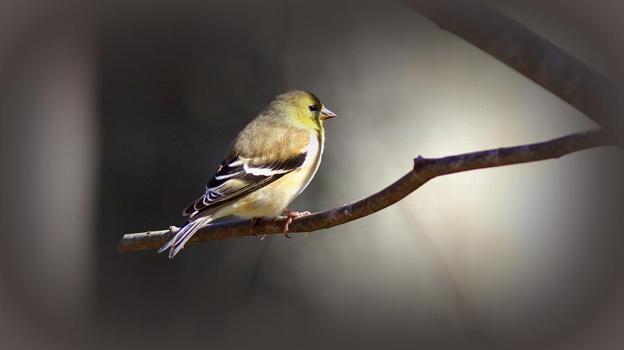 IMG_2782-001 - American Goldfinch Photograph by Travis Truelove