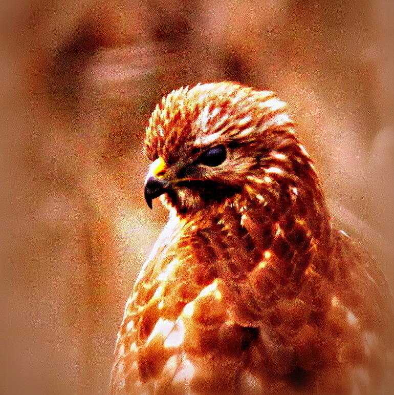 IMG_2855-006 - Red-shouldered Hawk Photograph by Travis Truelove