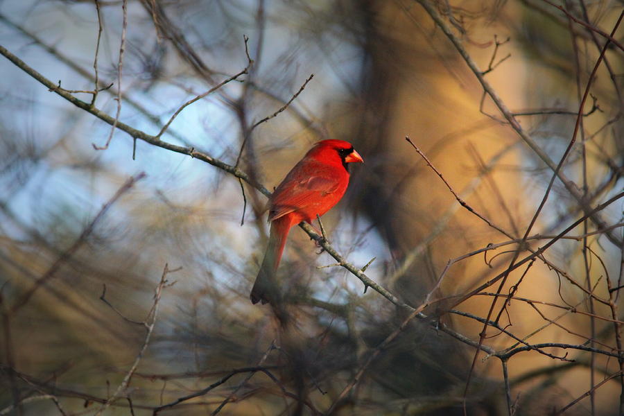 IMG_2866-001 -  Northern Cardinal Photograph by Travis Truelove