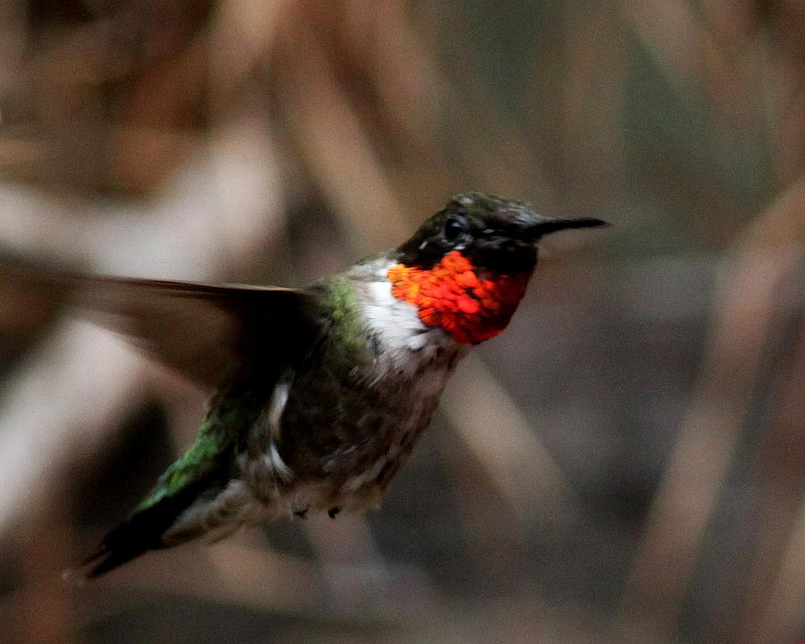 IMG_2869 - Ruby-throated Hummingbird Photograph by Travis Truelove