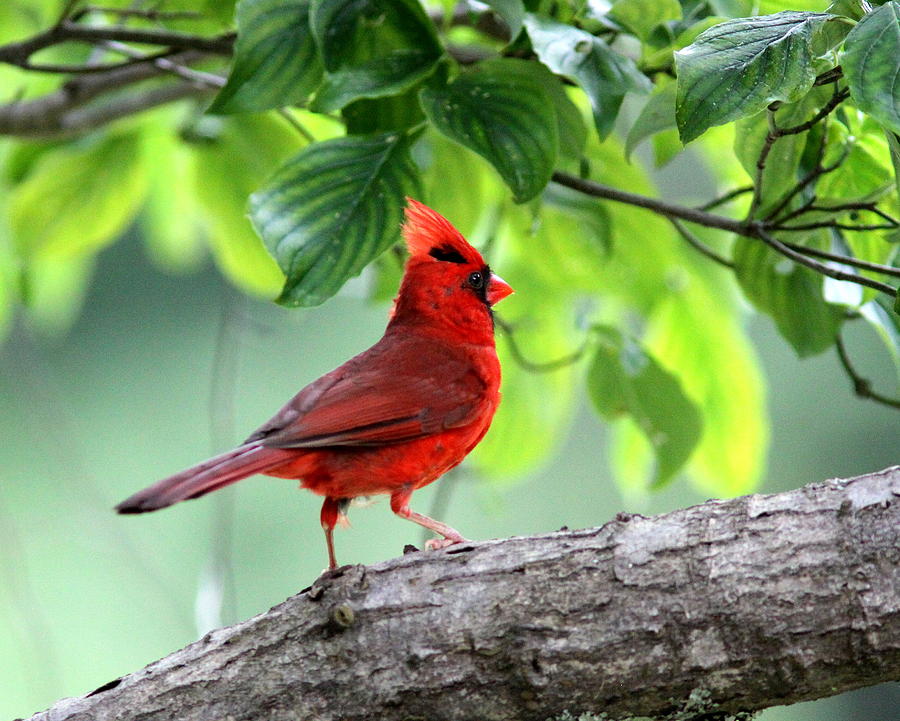 IMG_2897 - Northern Cardinal Photograph by Travis Truelove