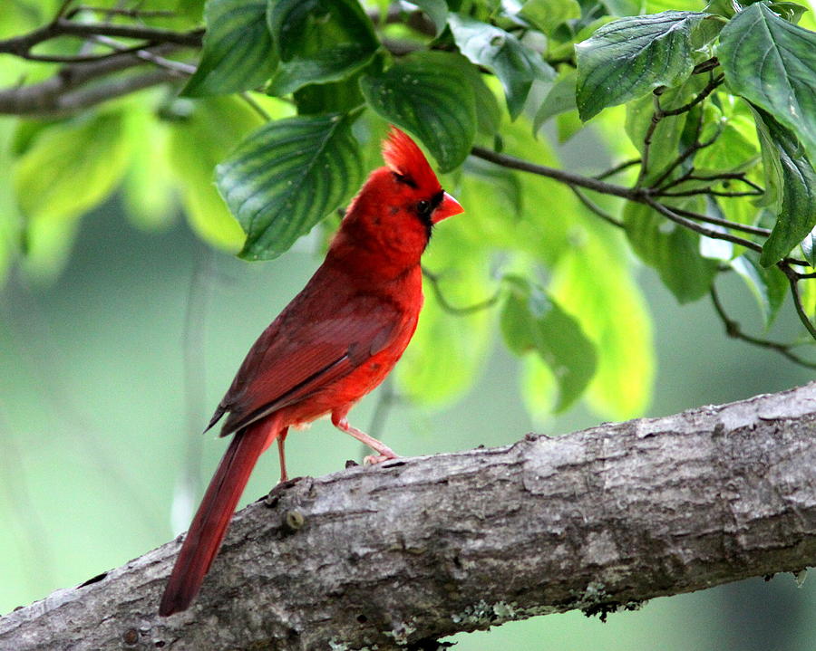 IMG_2903 - Northern Cardinal Photograph by Travis Truelove