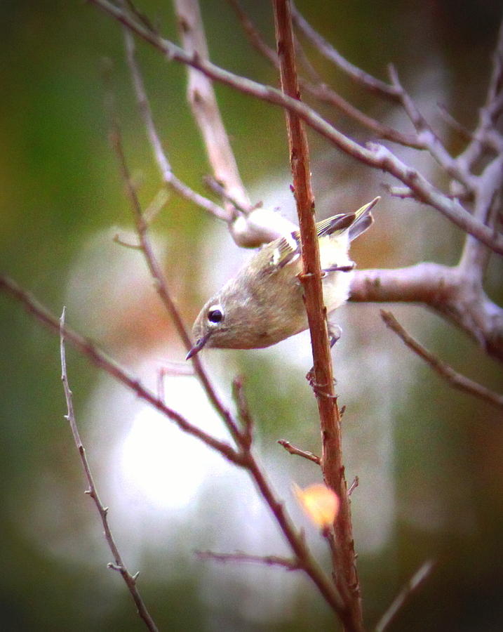 IMG_2975-001 - Ruby-crowned Kinglet Photograph by Travis Truelove