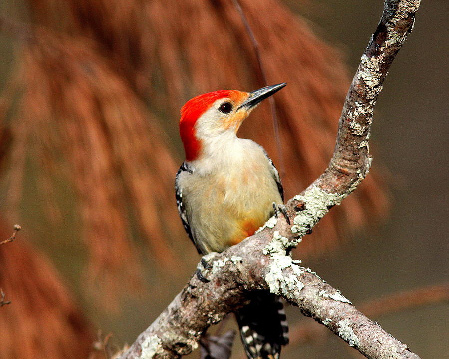 IMG_2979-004 - Red-bellied Woodpecker Photograph by Travis Truelove