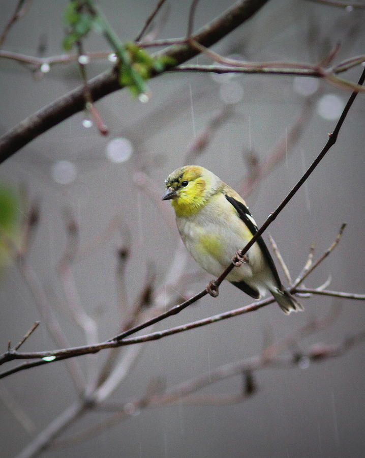 IMG_3001 - American Goldfinch Photograph by Travis Truelove