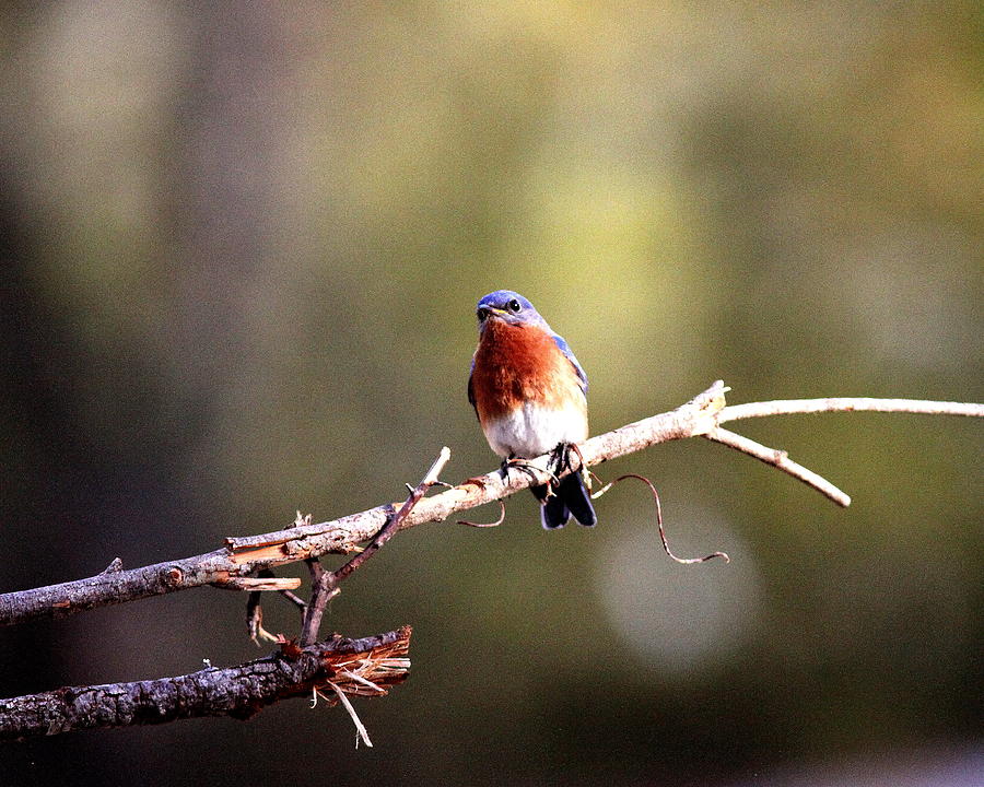IMG_3040-004 - Eastern Bluebird Photograph by Travis Truelove