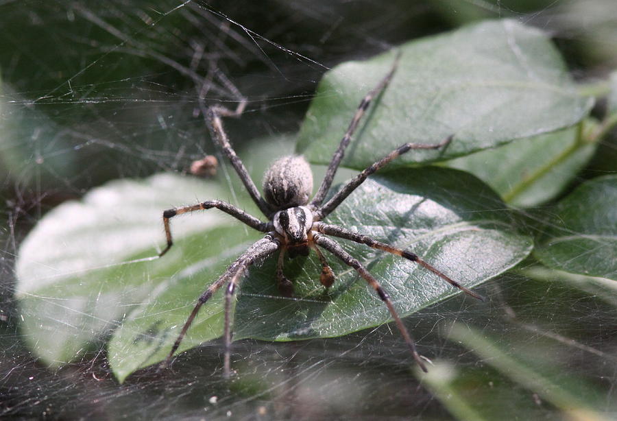 IMG_3041-001 - Spider Photograph by Travis Truelove