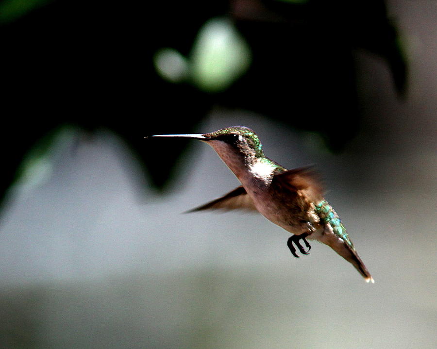 IMG_3054-001 - Ruby-throated Hummingbird Photograph by Travis Truelove