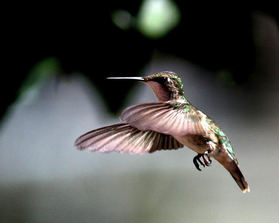 IMG_3055 - Ruby-throated Hummingbird Photograph by Travis Truelove