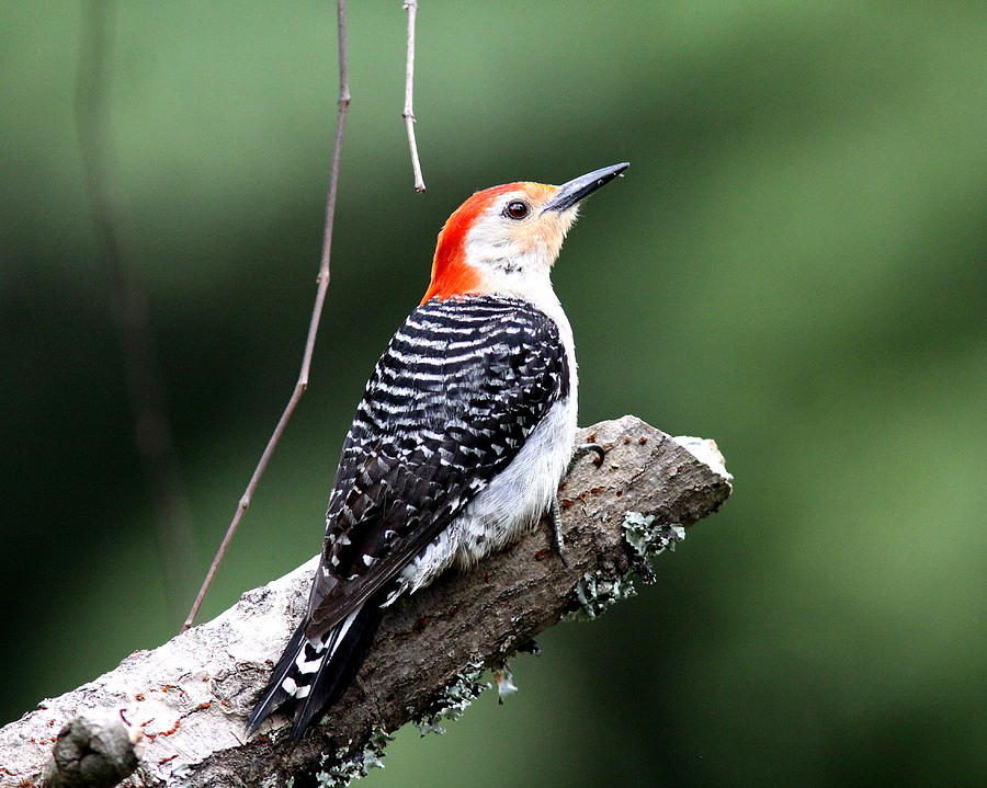 IMG_3070 - Red-bellied Woodpecker Photograph by Travis Truelove