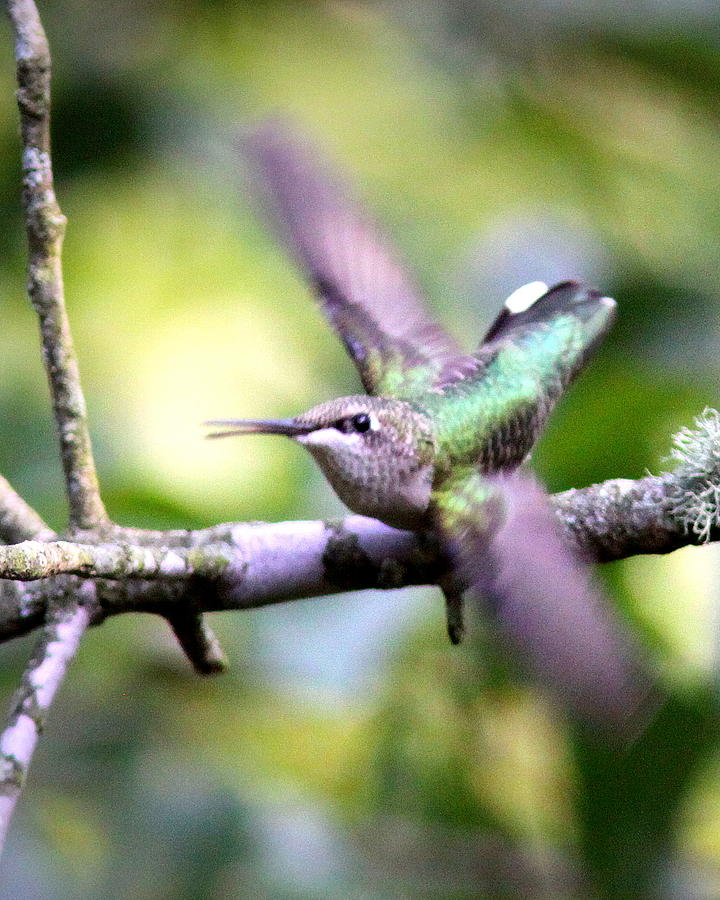 IMG_3078-002 - Ruby-throated Hummingbird Photograph by Travis Truelove