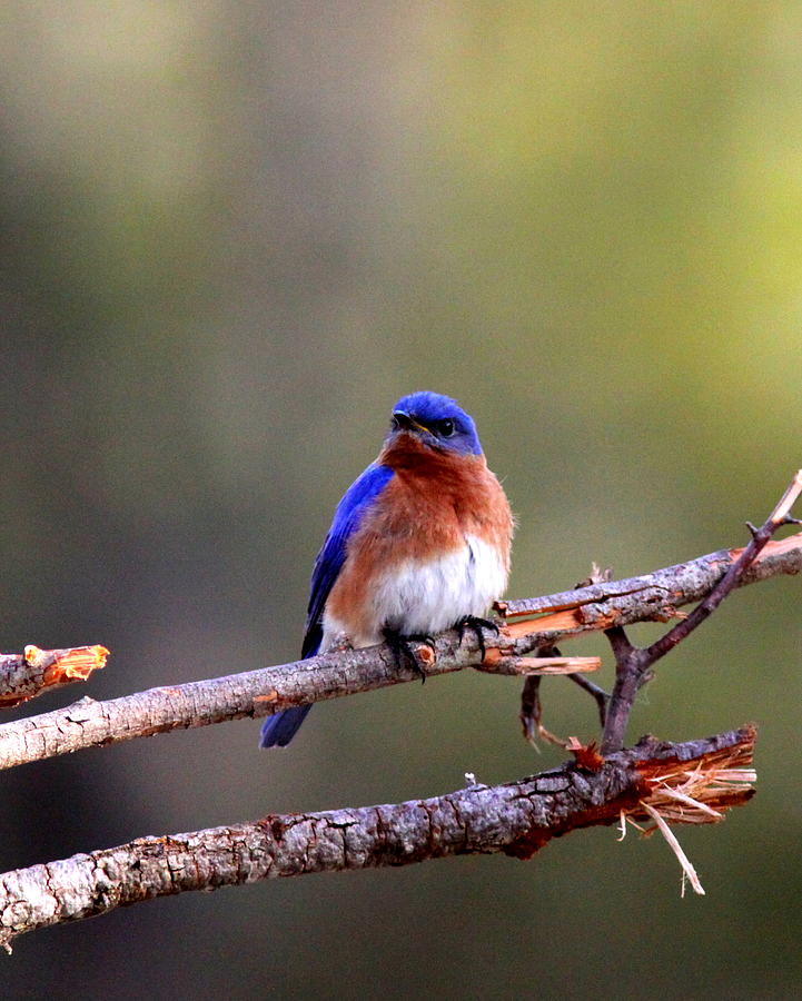 IMG_3092-003 - Eastern Bluebird Photograph by Travis Truelove