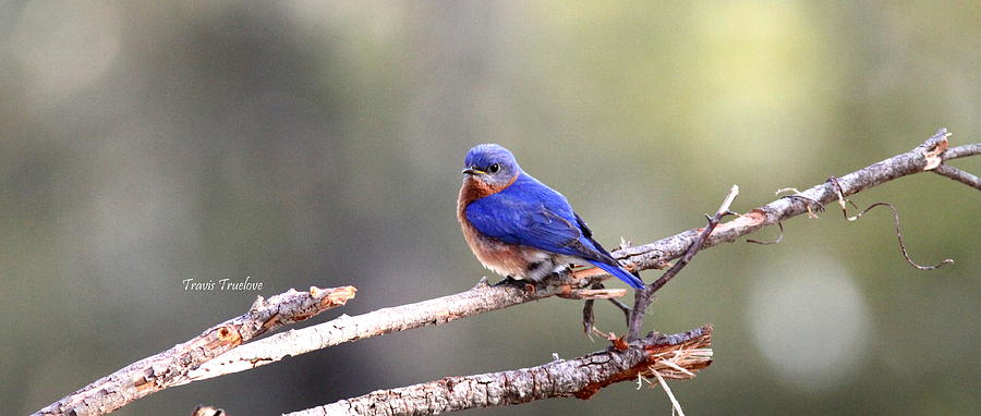 IMG_3100-002 - Eastern Bluebird Photograph by Travis Truelove