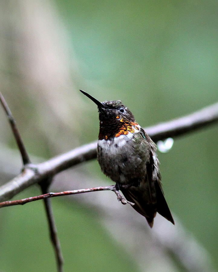 IMG_3112 - Ruby-throated Hummingbird Photograph by Travis Truelove